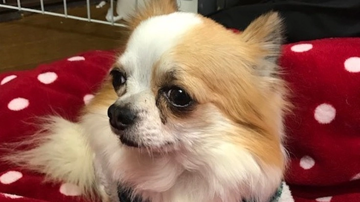 愛犬カールを『僧帽弁閉鎖不全症』から救ってください。