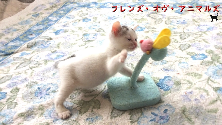 子どもたちに開かれた保護犬猫の触れ合い譲渡施設、25年越しの改修へ