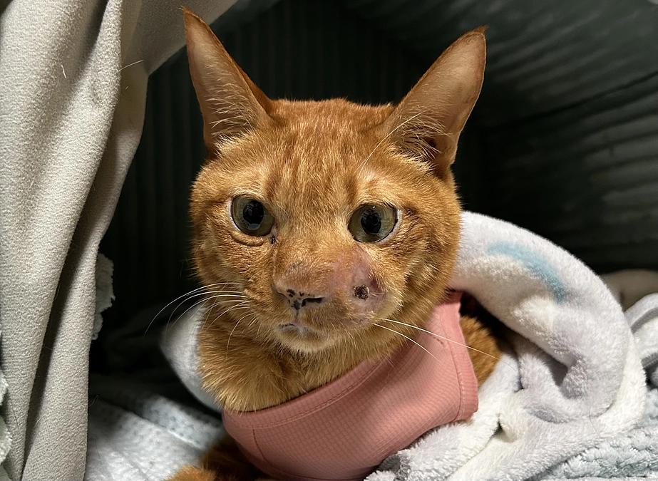 7/29 19回目の抗がん剤治療　2.65kg