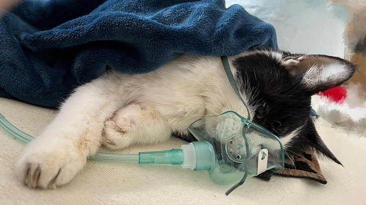 22歳長寿猫ガブに支援をお願いします