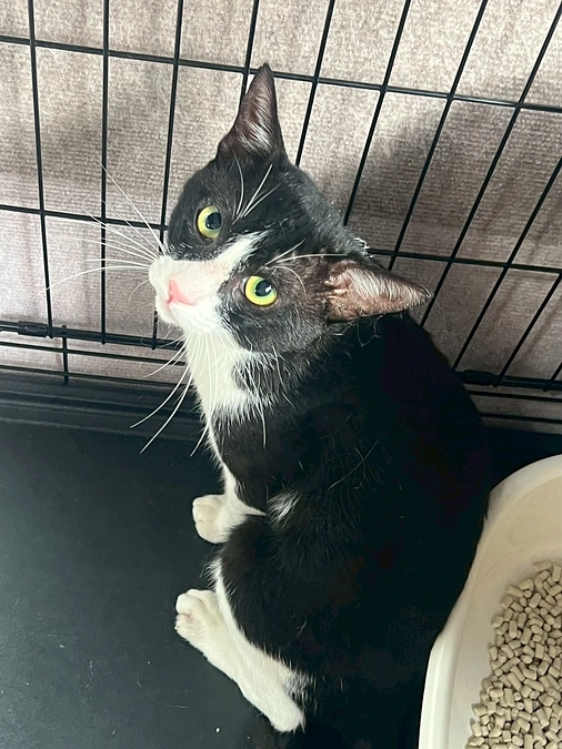 888のオトコ、ハチ