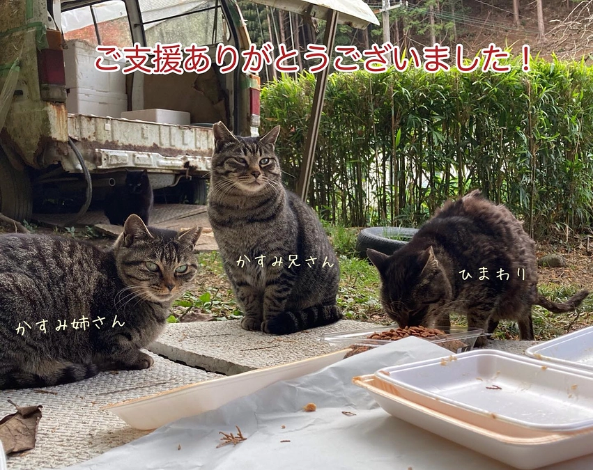 継続寄付11月分収支報告