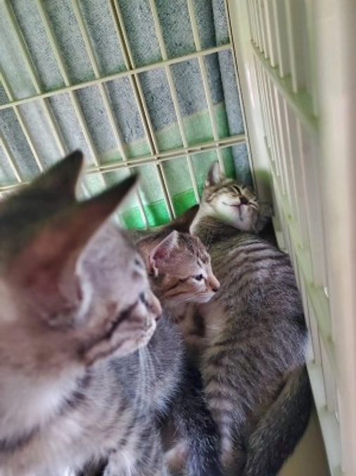 【今日のシェルター】5月29日（月）オソノちゃん目薬、クロママ新居二日目