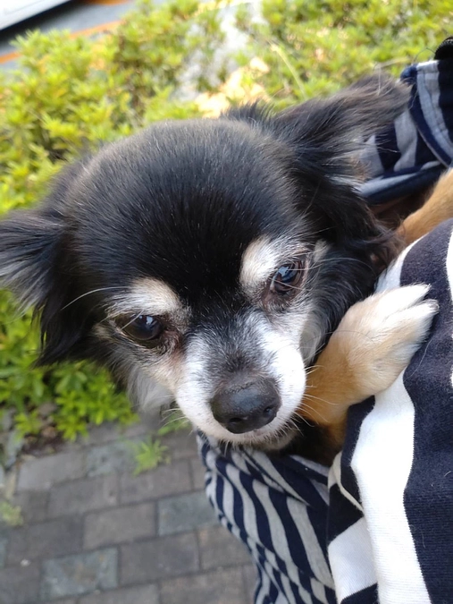 里親さんから応援メッセージが届きました！