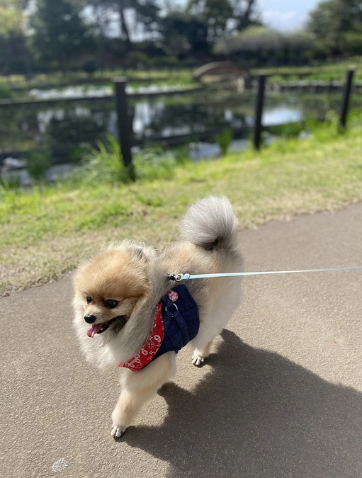 元気にお散歩していた頃