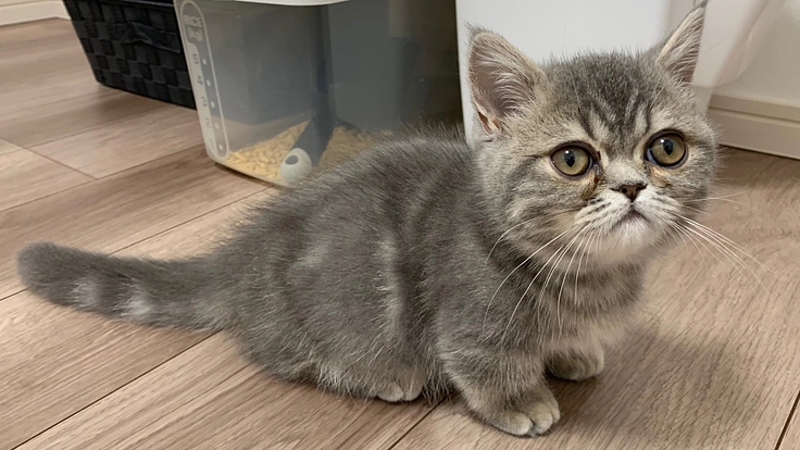 3ヶ月のどるくんが猫感染性腹膜炎FIPになりました、助けてください