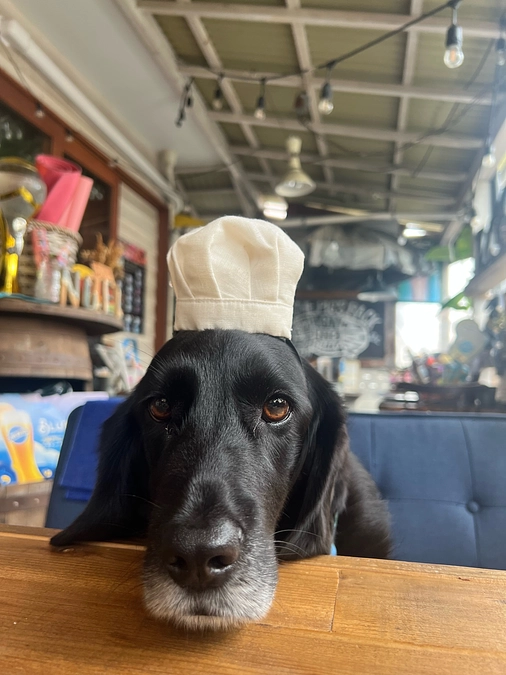 暖かいご支援ありがとうございます🐶。