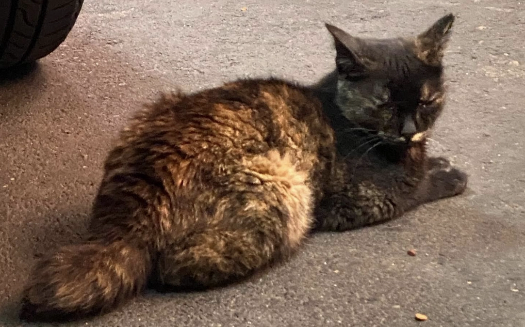 TNRはなぜ必要なのかのお話。