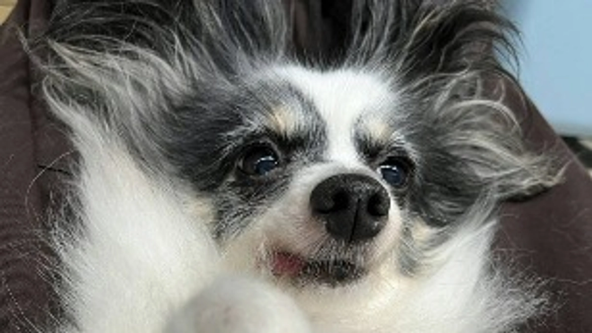 今日のチョコちゃん！！(8月13日)