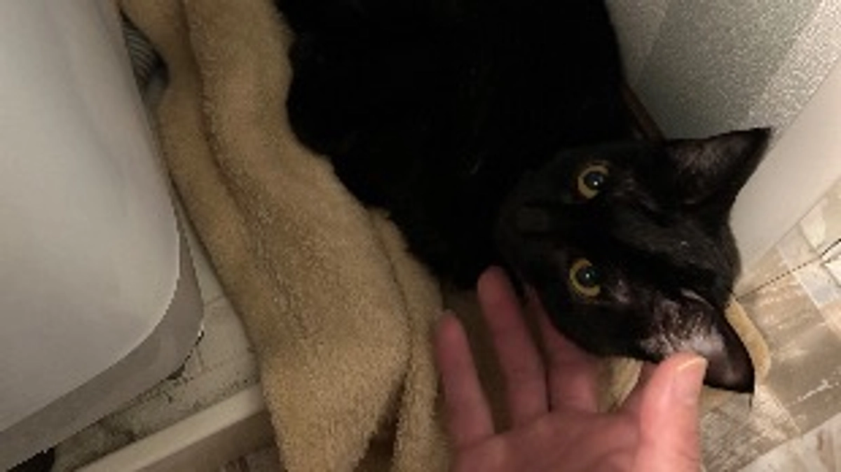 むぅちゃんと年を越すことができました。