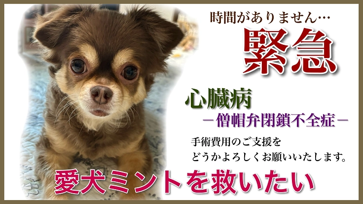 愛犬ミントの命を守りたい—心臓病手術のご支援をお願いいたします