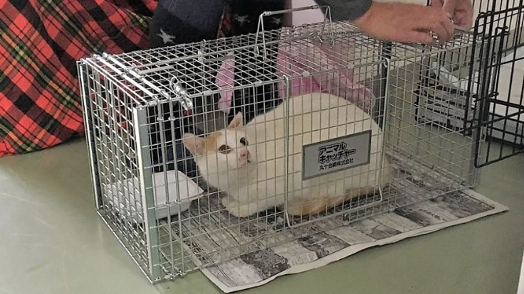 長野県千曲市のねこに避妊去勢手術を施し、不幸な命を０にしたい