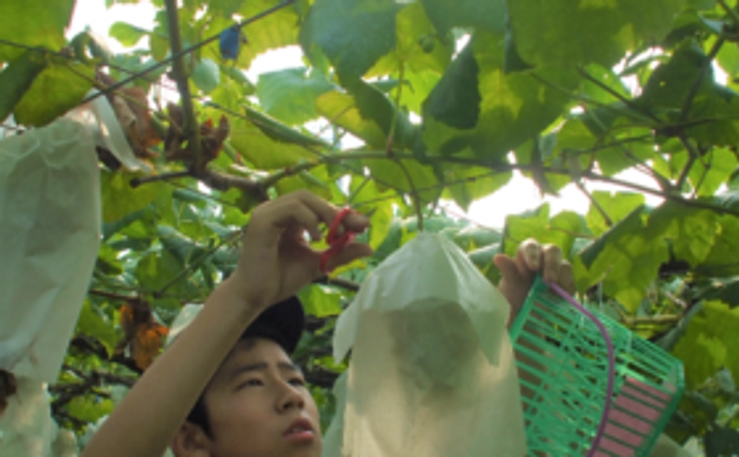 サンクスメール