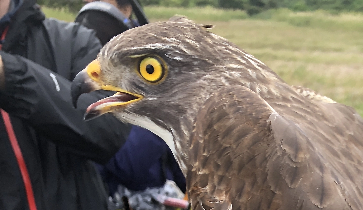 【第一弾のサシバたち】龍郷小