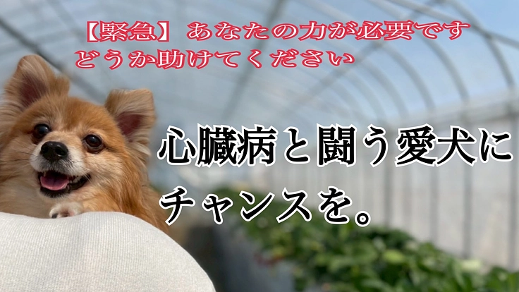 元保護犬、凛。心臓病【粘液腫様変性性僧帽弁疾患】から救いたい。
