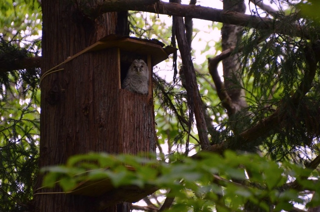 「フクロウと共に育つ森に」C.W.ニコル　：間伐材で作ったフクロウのたタマゴ：リターンのご紹介