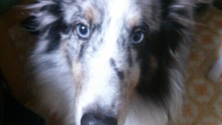 皮膚がない愛犬アシュリーに手術を!また自由に走らせてあげたい!