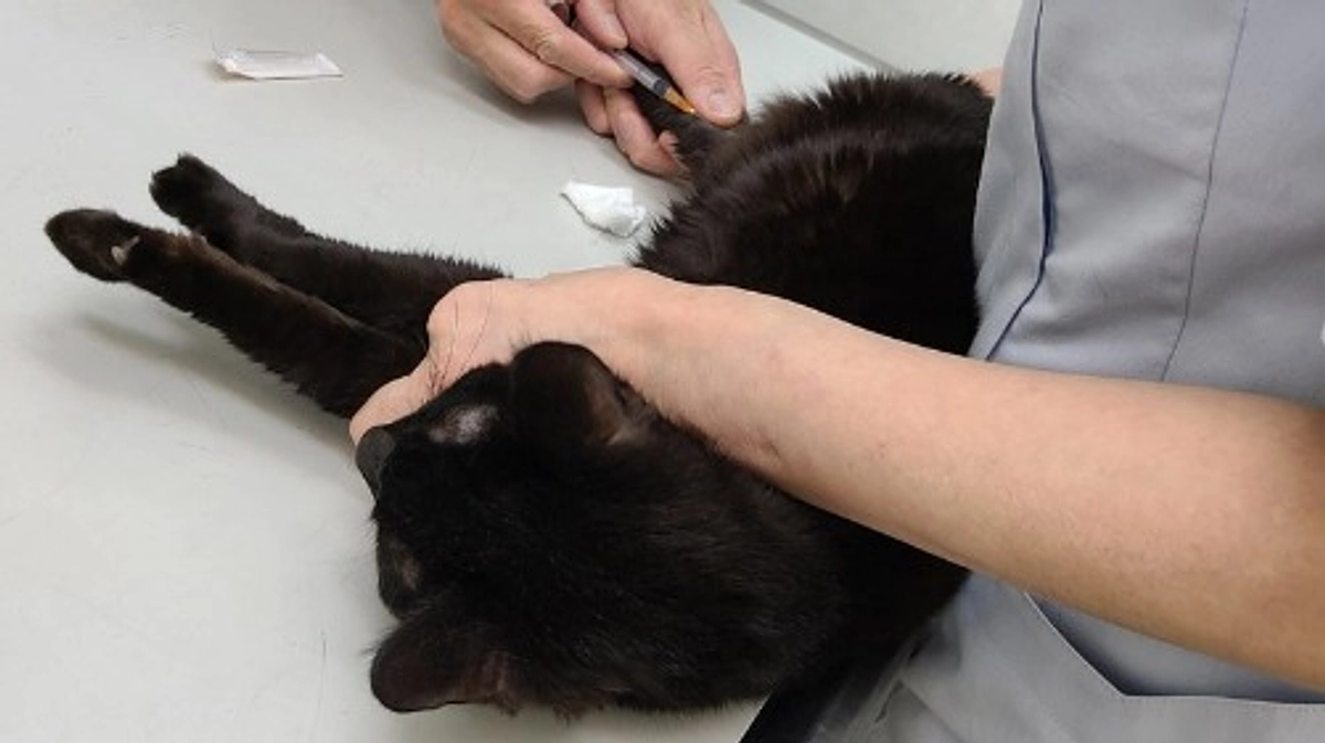 【あと8日！】保護猫「もこたーしょ」さんに痙攣発作が起きました。視覚と聴覚に異変も...