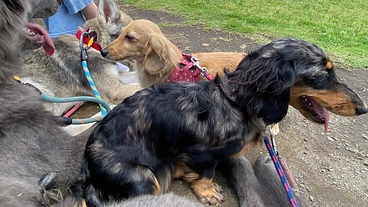 地元、平塚市に約300坪の地域で利用しやすいドッグランを作ろう のトップ画像