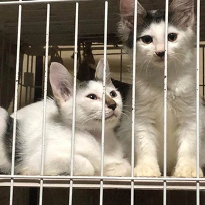 1頭譲渡しました【猫たちの現状報告です】