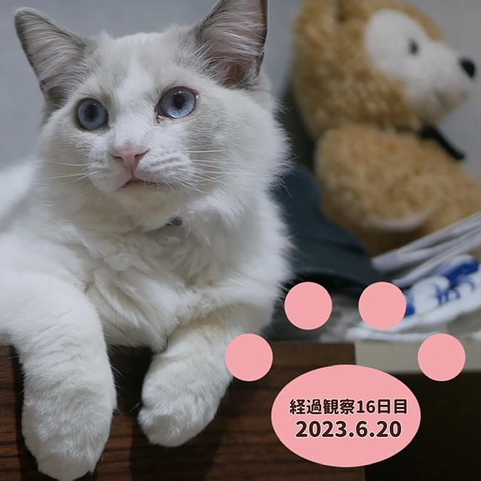 経過観察16日目(2023.6.20)