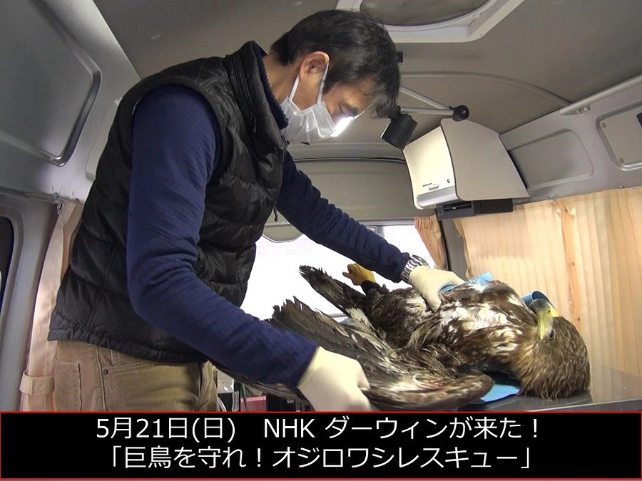 ダーウィンが来た！出演のお知らせ