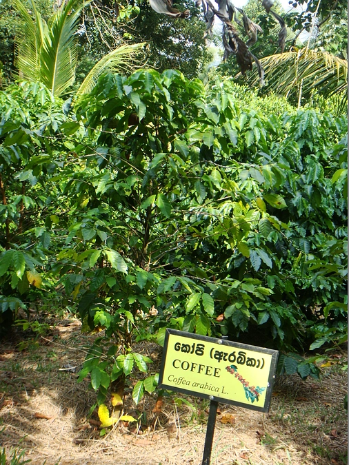 スリランカ幻のコーヒーは有機無農薬ですか？