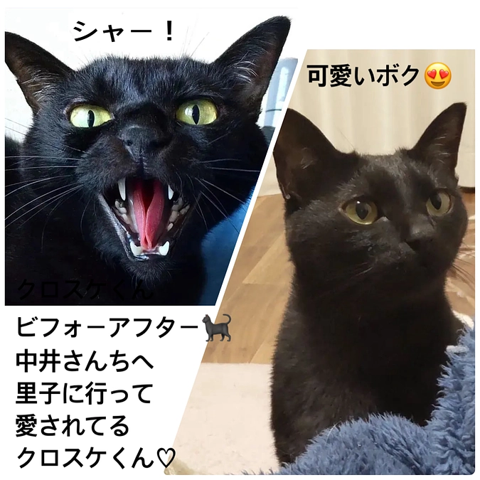 里親さん・ボランティアスタッフ　中井香苗さんからの応援メッセージ