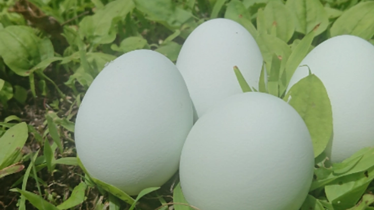 本当に安心で美味しい卵を…。自然なままの鶏の姿を目指したい