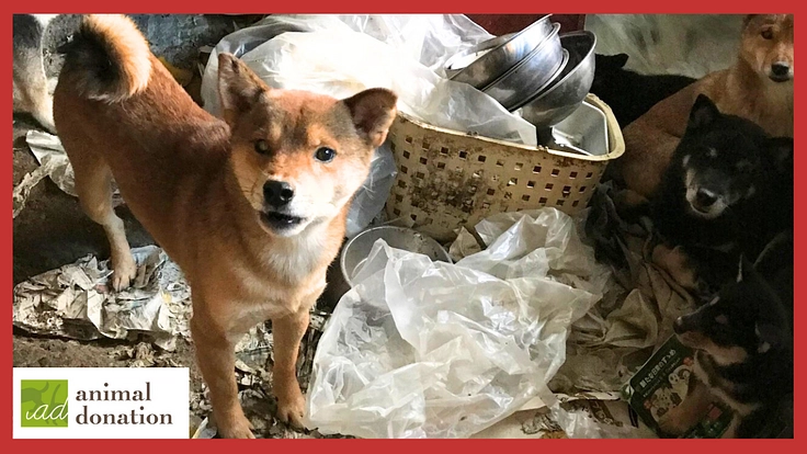 相次ぐ多頭飼育崩壊から犬猫を救う。アニドネ緊急支援基金の継続へ 2枚目