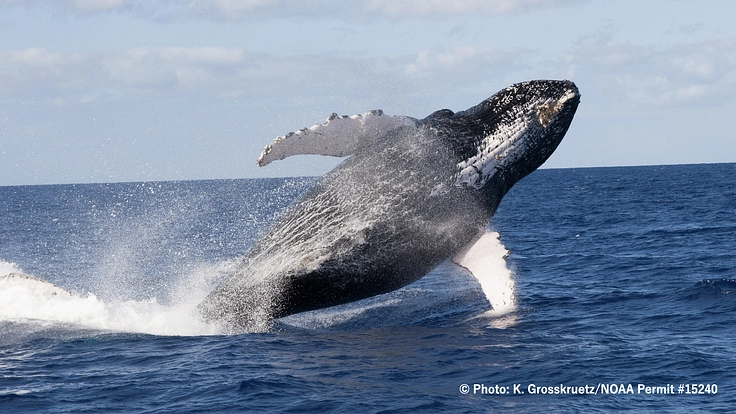 三宅島に来遊するクジラのメッセージから、地球環境の変化を探る