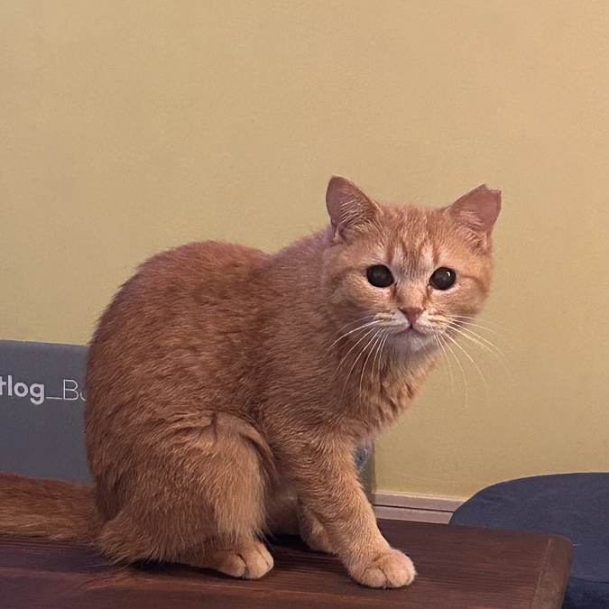 ラストスパート もう一度 まとめてみます！