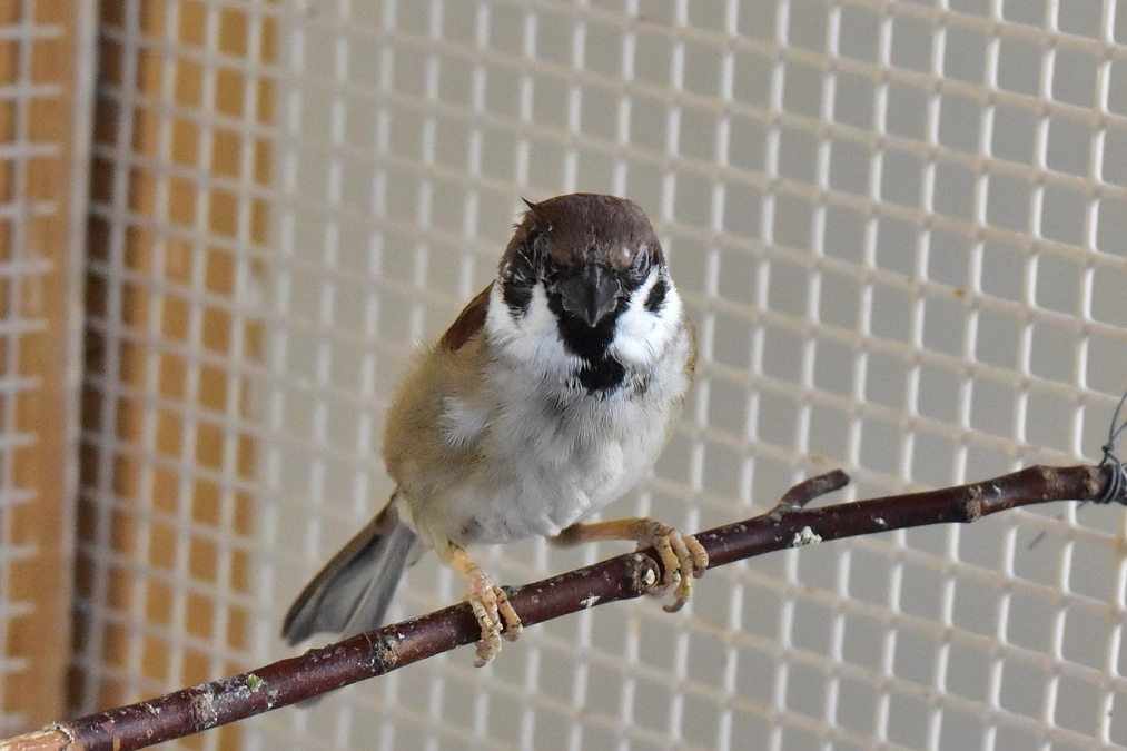 【訃報】目が見えなかったスズメ『モック』