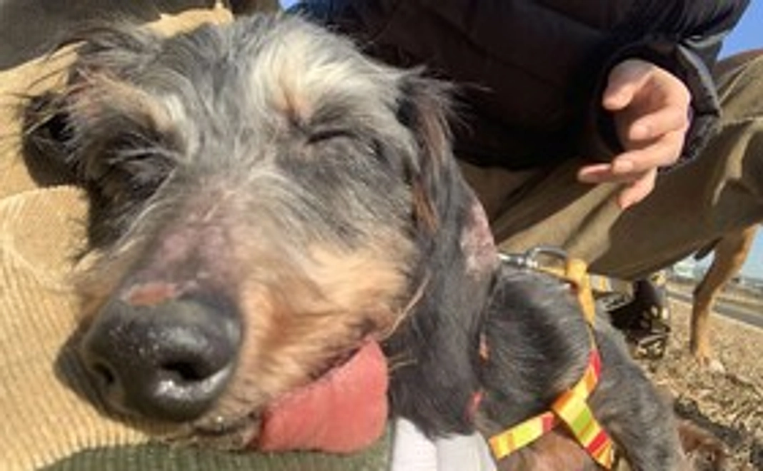 ペップのすやすやコース