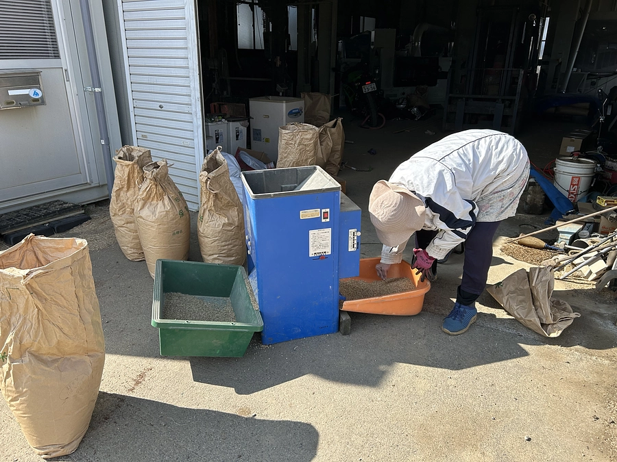 「半夏生米」は、やはり本物です！