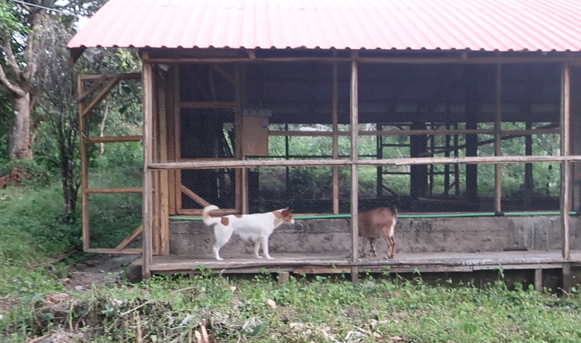 ひよこが納入されない！鶏のいないエア養鶏家！