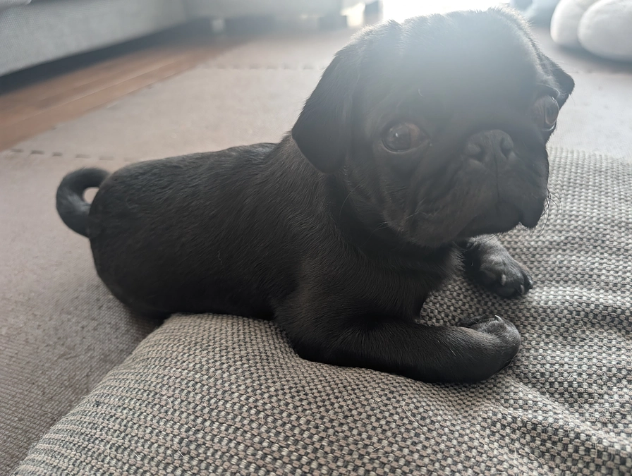 がんばり屋さんのユッケ