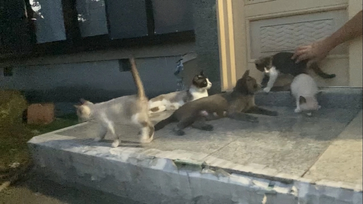 ママ2匹子猫9匹の相談が入りました