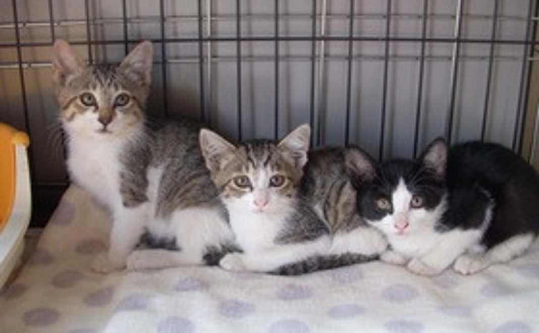 5000円支援コース