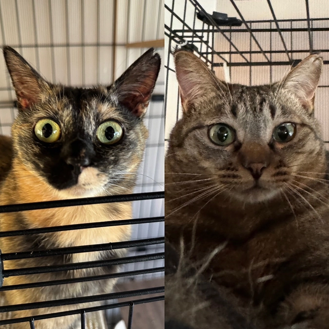 新しい家族募集中のメルとクル。