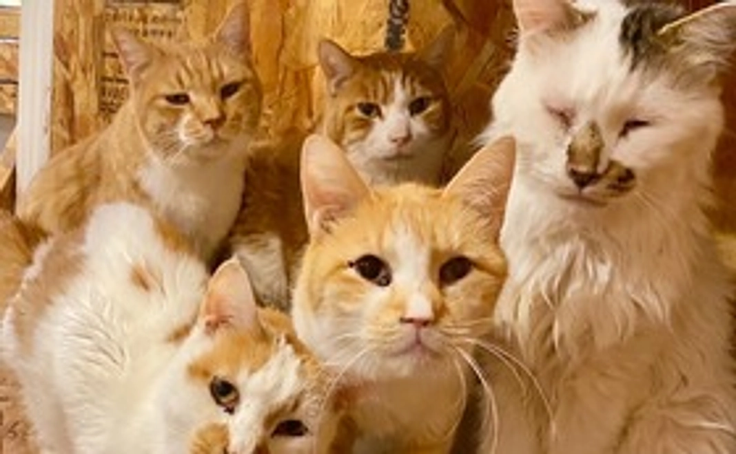 大人猫たちと病気猫たちの応援コース