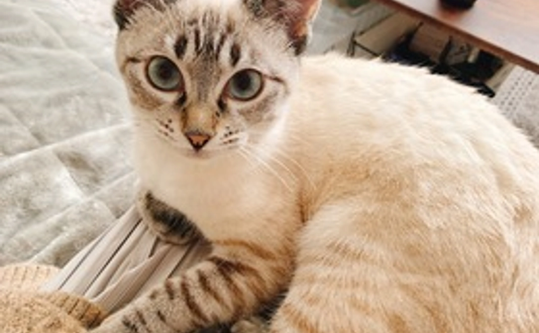 ■がんばれ！るなちゃん■感謝のお礼メール