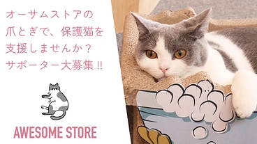 保護猫たちに未来を！爪とぎリターンに保護猫施設をご支援ください！ のトップ画像