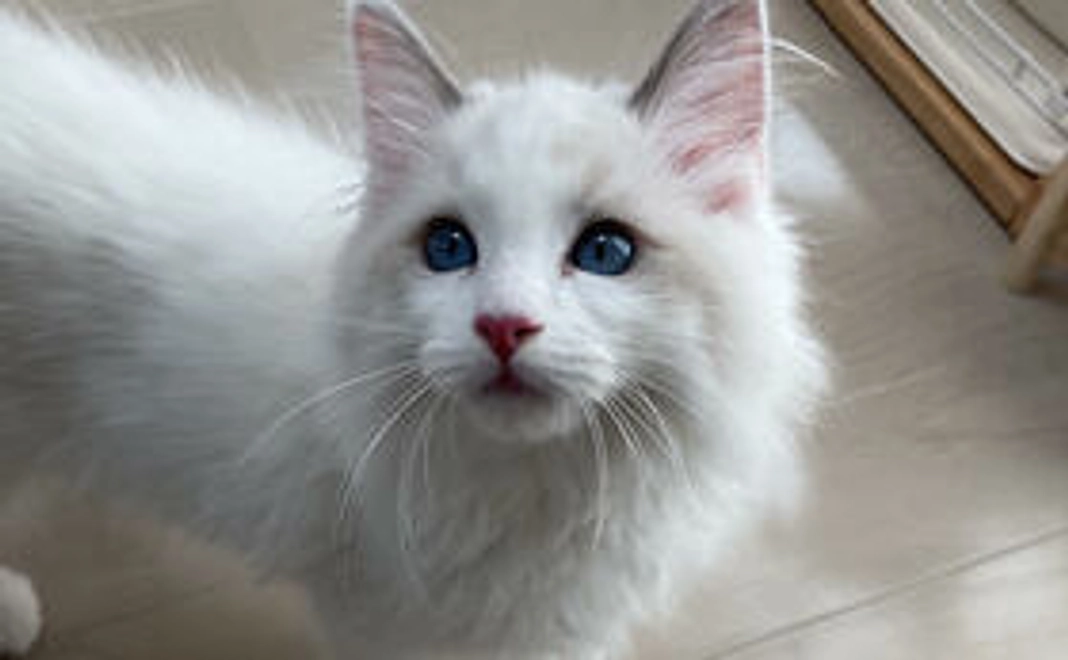 エル応援コース-3000