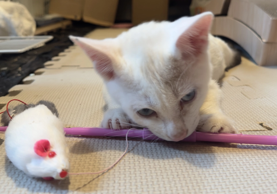 食欲↓↓でも、元気！