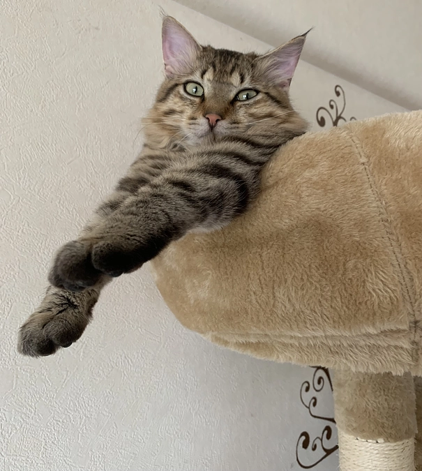 経過観察28日目、順調です💪