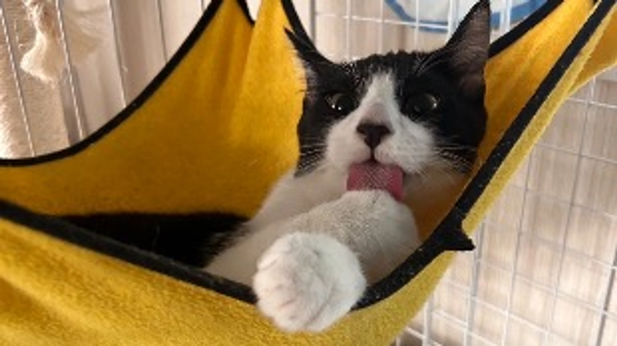 11月20日 〜 リハビリ経過報告⑦ 〜保護から89日目