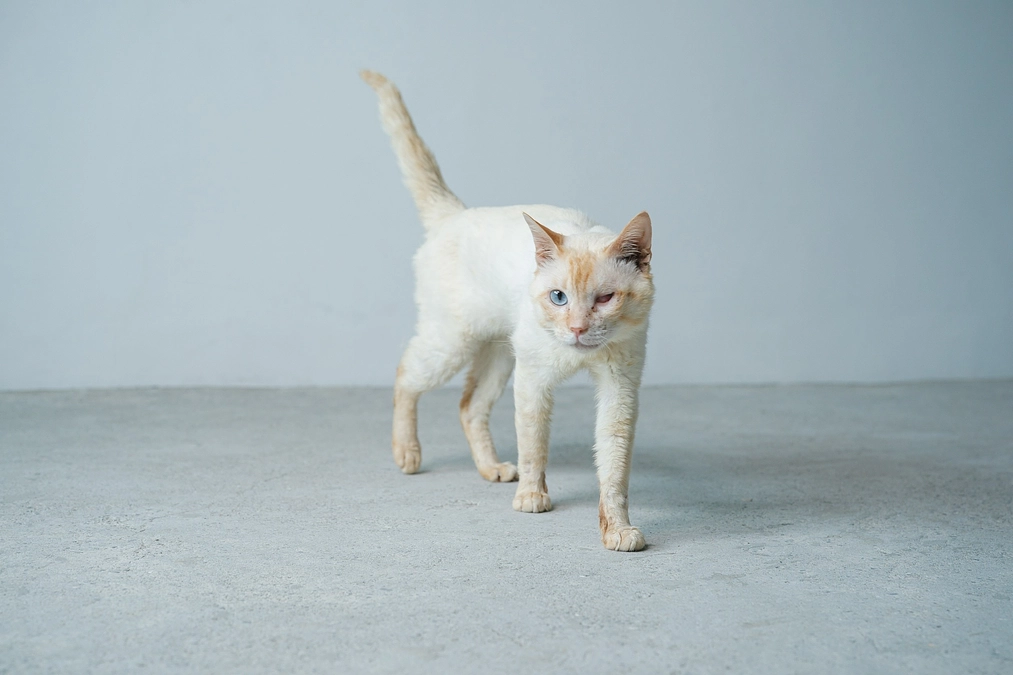 「約15mのイチョウの木の上から降りられなくなっていた猫」