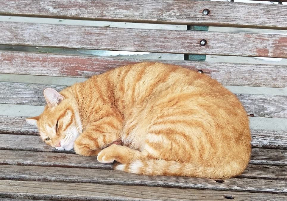 怪しい保護猫ボランティア