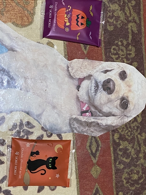 ロレンツアが居ない毎日が辛いです